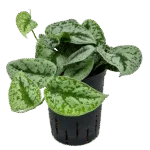 Scindapsus pictus 'Trebie' Hydrocultuur