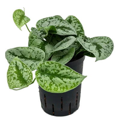 Scindapsus pictus 'Trebie' Hydrocultuur - 25