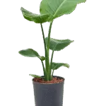 Strelitzia nicolai Hydrocultuur - 55cm pot 15cm