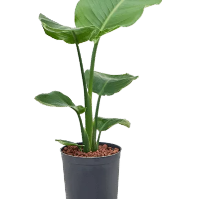 Strelitzia nicolai Hydrocultuur - 55cm pot 15cm