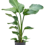 Strelitzia nicolai Hydrocultuur - 90cm pot 22cm