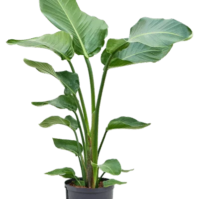 Strelitzia nicolai Hydrocultuur - 90cm pot 22cm