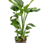 Strelitzia nicolai Hydrocultuur - 90cm pot 28cm