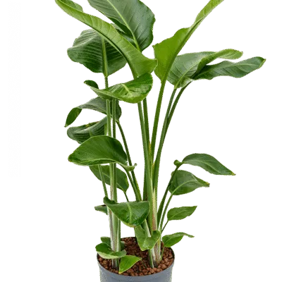 Strelitzia nicolai Hydrocultuur - 90cm pot 28cm