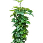 Tetrastigma voinierianum Hydrocultuur