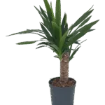 Yucca elephantipes Hydrocultuur