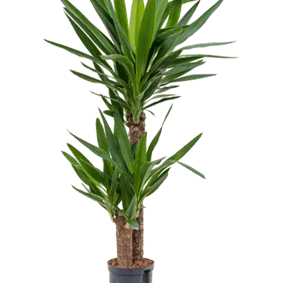 Yucca elephantipes Hydrocultuur - 90