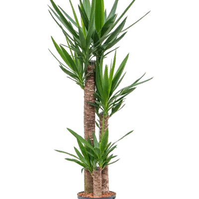 Yucca elephantipes Hydrocultuur - 135