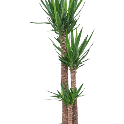 Yucca elephantipes Hydrocultuur - 165