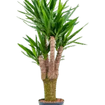 Yucca elephantipes Hydrocultuur - 130cm pot 25cm