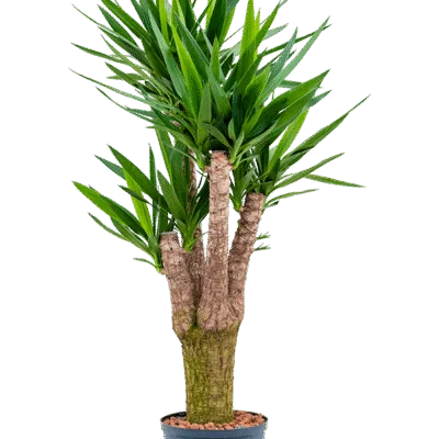 Yucca elephantipes hydrocultuur plant