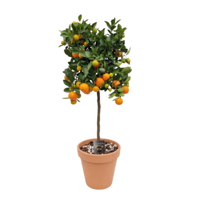 Mediterrane buitenplant in terracotta pot - Calamondin