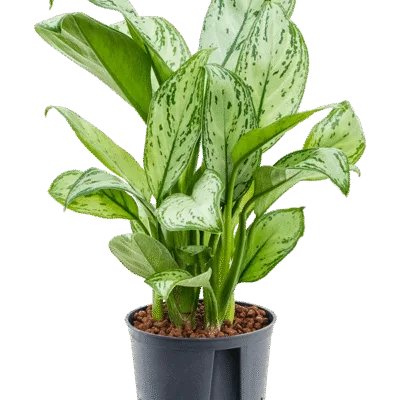 Aglaonema – Stam - 40