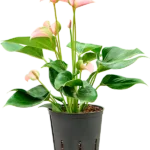 Anthurium andraeanum 'Joli' - Toef Hydrocultuur