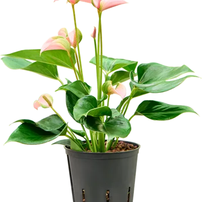 Anthurium andraeanum 'Joli' hydrocultuur plant
