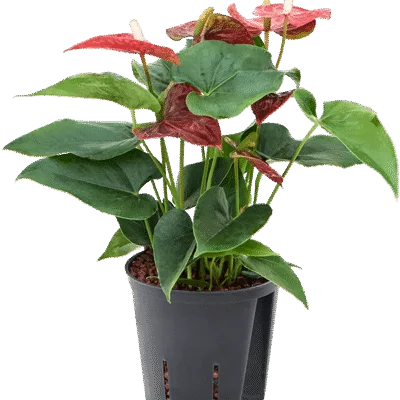 Anthurium andraeanum 'Sierra' - Toef Hydrocultuur - 35