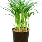 Dypsis Hydrocultuur - 35cm pot 13cm