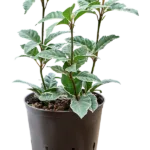 Ardisia malouiana Hydrocultuur - 30cm pot 13cm