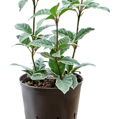 Ardisia malouiana Hydrocultuur - 30cm pot 13cm