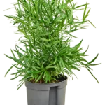 Asparagus falcatus Hydrocultuur - 40cm pot 13cm
