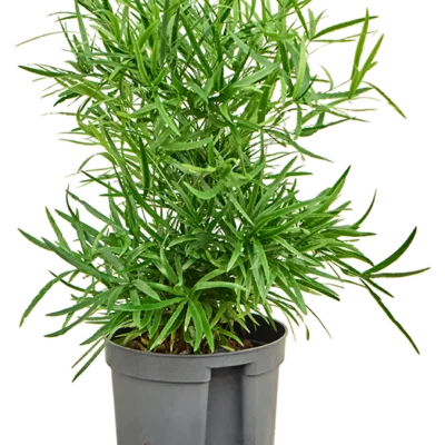 Asparagus falcatus Hydrocultuur - 40cm pot 13cm