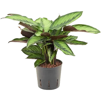 Calathea Hydrocultuur - 40