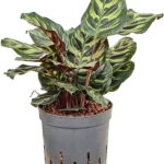 Calathea hydrocultuur plant