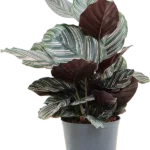 Calathea ornata 'Sanderiana' hydrocultuur plant