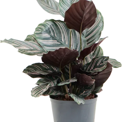 Calathea ornata 'Sanderiana' Hydrocultuur - 35cm pot 13cm