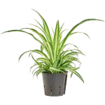 Chlorophytum comosum 'Variegatum' Hydrocultuur - 30cm pot 13cm