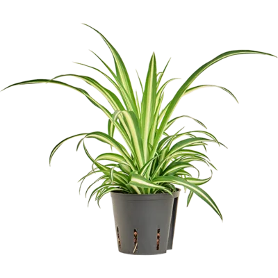 Chlorophytum comosum 'Variegatum' Hydrocultuur - 30cm pot 13cm