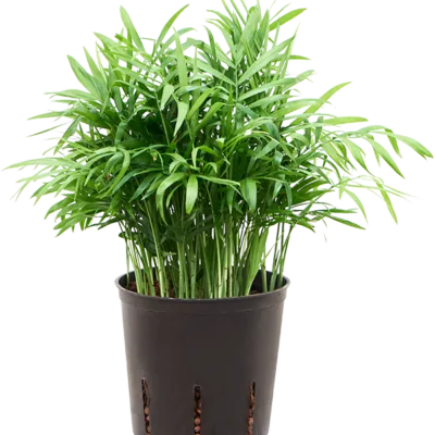 Chamaedorea elegans - Toef Hydrocultuur - 35