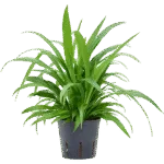 Chlorophytum comosum 'Lemon' Hydrocultuur - 35cm pot 13cm