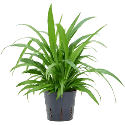 Chlorophytum comosum 'Lemon' Hydrocultuur - 35cm pot 13cm