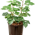 Cissus rhombifolia 'Manda' Hydrocultuur - 35cm pot 13cm