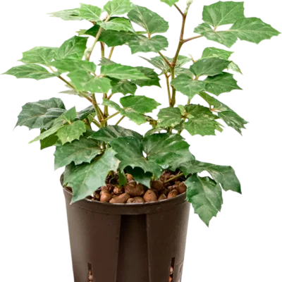 Cissus rhombifolia 'Manda' Hydrocultuur - 35cm pot 13cm