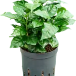 Coffea arabica Hydrocultuur - 35cm pot 13cm