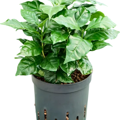 Coffea arabica Hydrocultuur - 35cm pot 13cm