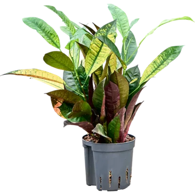 Croton - 2pp Hydrocultuur - 40