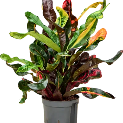 Croton - Toef Hydrocultuur - 30