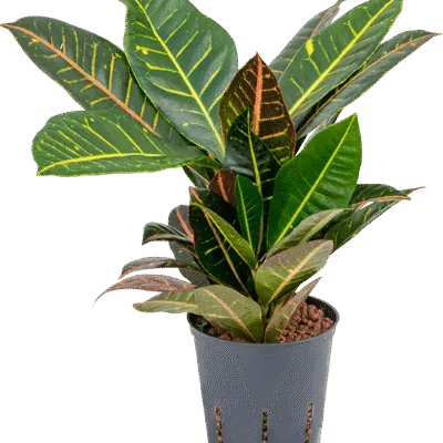 Croton - 2pp Hydrocultuur - 30