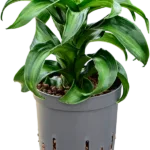 Dracaena fragrans 'Black Kanzi' Hydrocultuur - 25cm pot 13cm