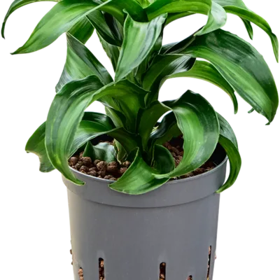 Dracaena fragrans 'Black Kanzi' Hydrocultuur - 25cm pot 13cm