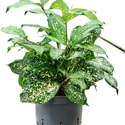 Dracaena godseffiana 'Florida beauty' - Toef Hydrocultuur - 30