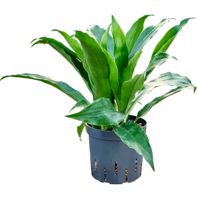 Dracaena fragrans 'Janet Craig' - 2pp Hydrocultuur - 35