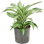 Dracaena fragrans 'Kanzi' Hydrocultuur - 25cm pot 13cm
