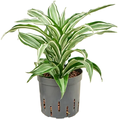 Dracaena fragrans 'Kanzi' Hydrocultuur - 25cm pot 13cm