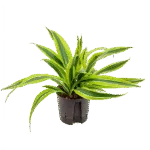 Dracaena fragrans 'Lemon Lime' Hydrocultuur - 30cm pot 13cm