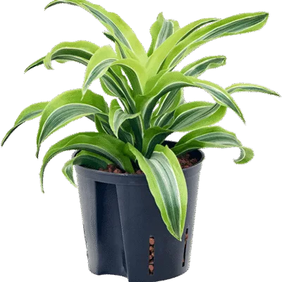 Dracaena fragrans 'Lemon Surprise' Hydrocultuur - 25