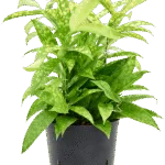 Dracaena surculosa 'Mike' - Toef Hydrocultuur